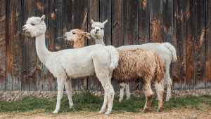 llamas y alpacas peru