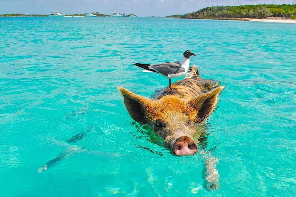 isla de los cerdos bahamas